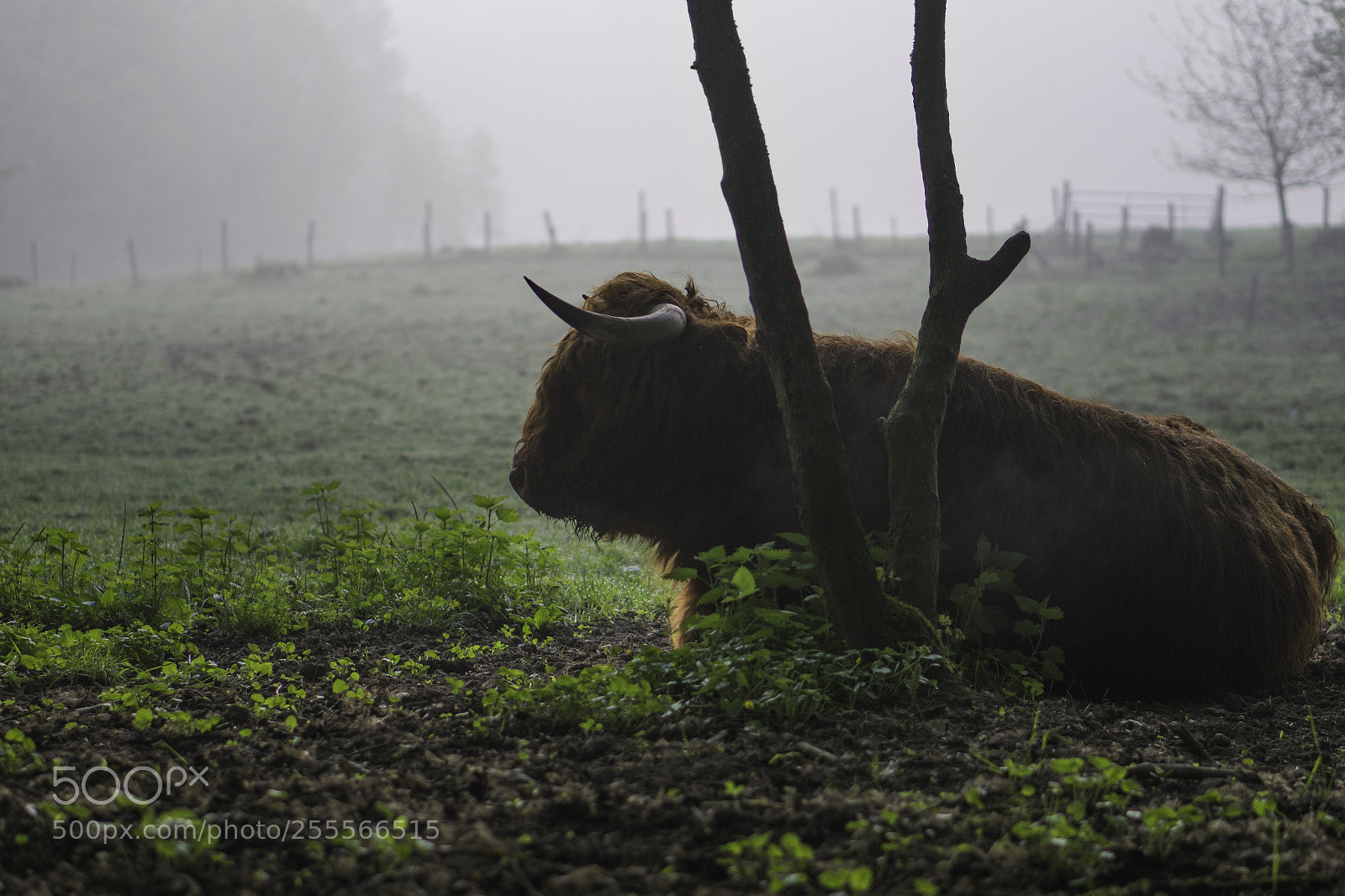 Sony a6300 sample photo. Morning siesta photography