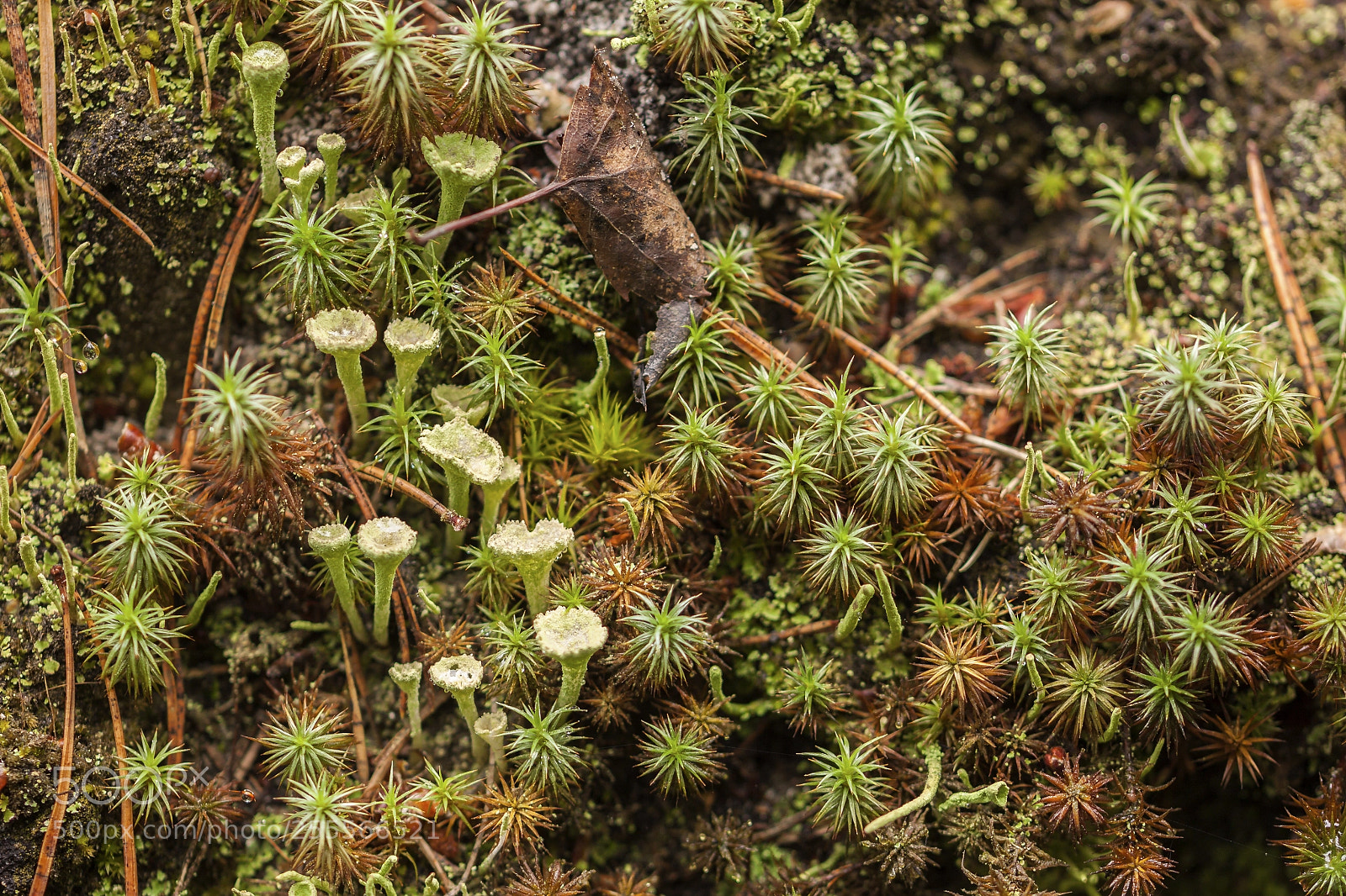 Canon EOS 500D (EOS Rebel T1i / EOS Kiss X3) sample photo. Lichens and moss photography
