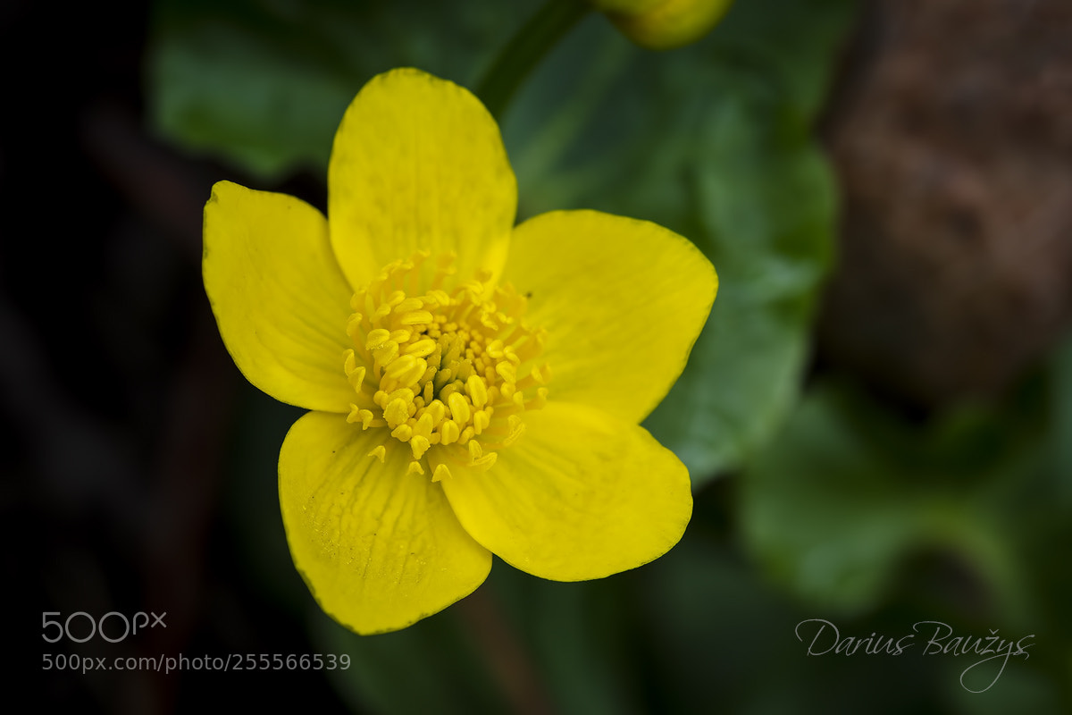 Nikon D7000 sample photo. One beautiful yellow photography