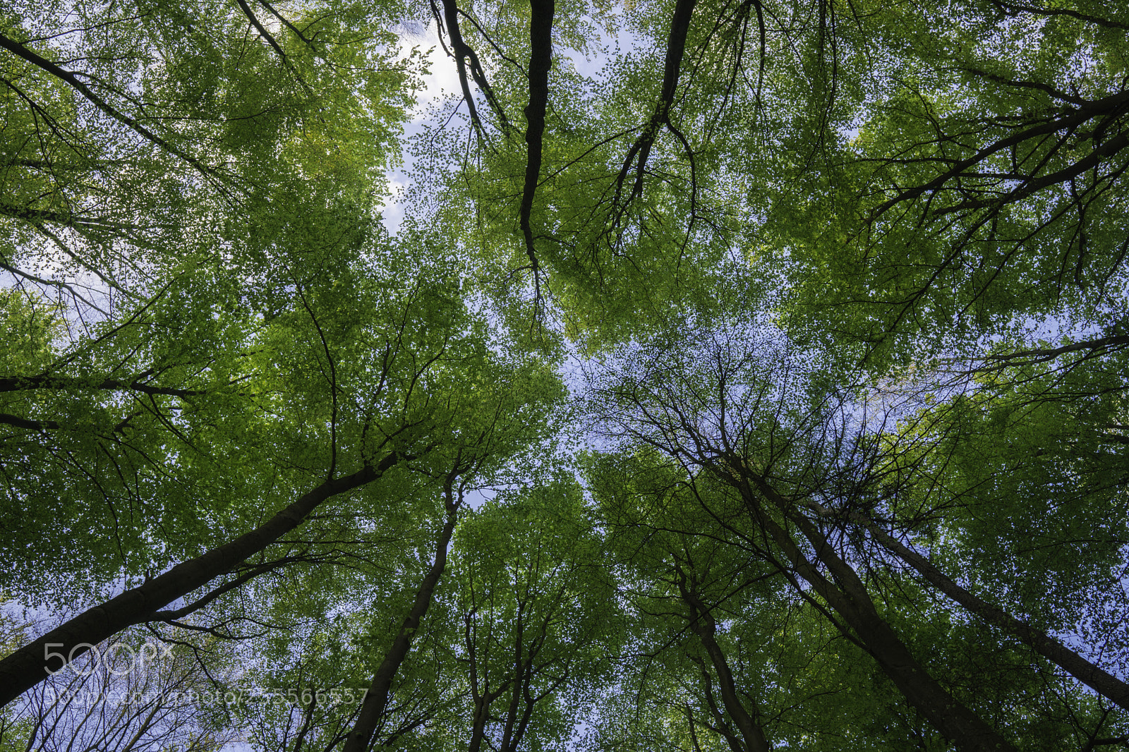 Sony a6300 sample photo. Looking up photography
