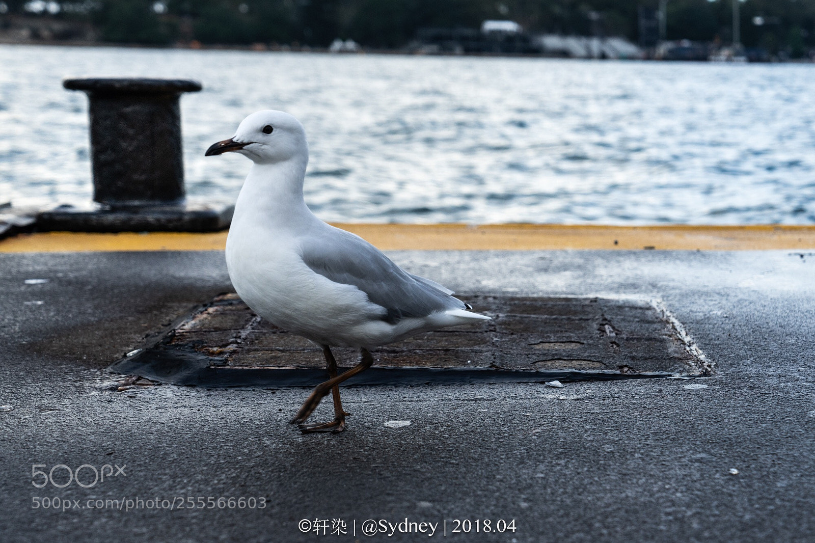 Sony a7 II sample photo. Sea gull photography