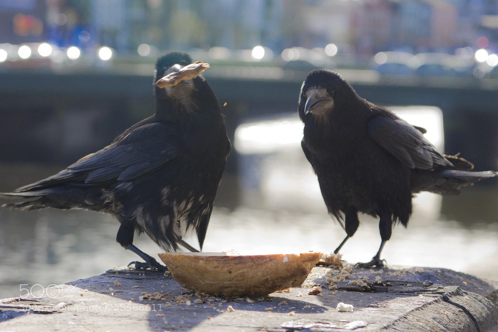 Canon EOS 550D (EOS Rebel T2i / EOS Kiss X4) sample photo. Rooks photography