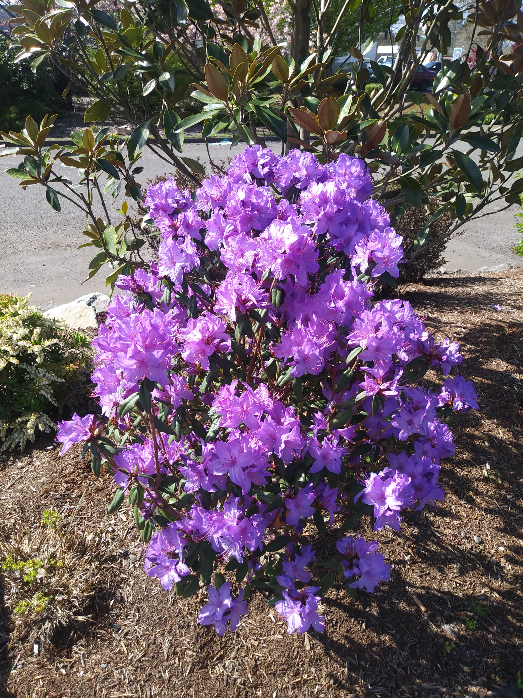 LG K20 PLUS sample photo. Blue? photography