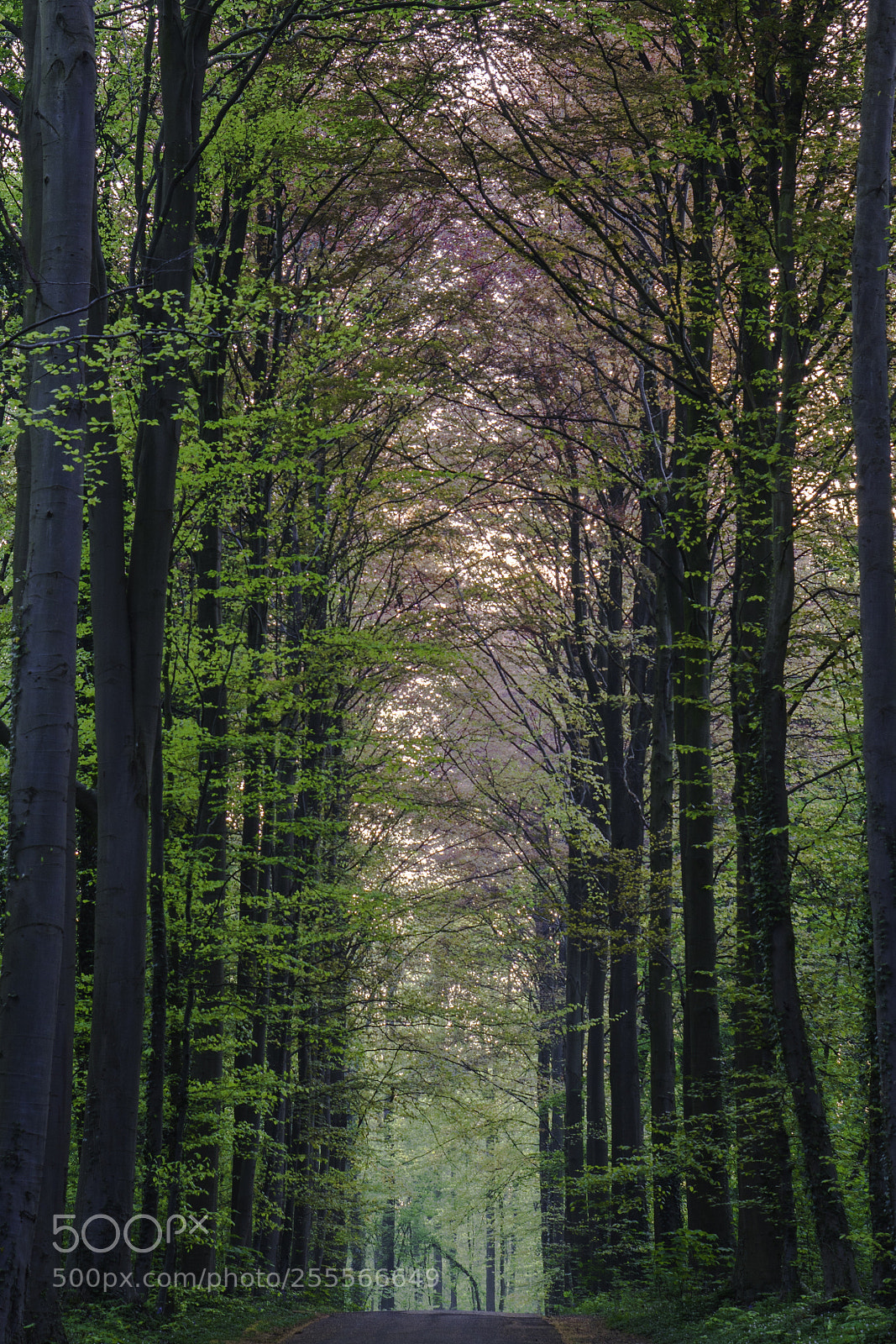 Sony a6300 sample photo. Path of colours photography
