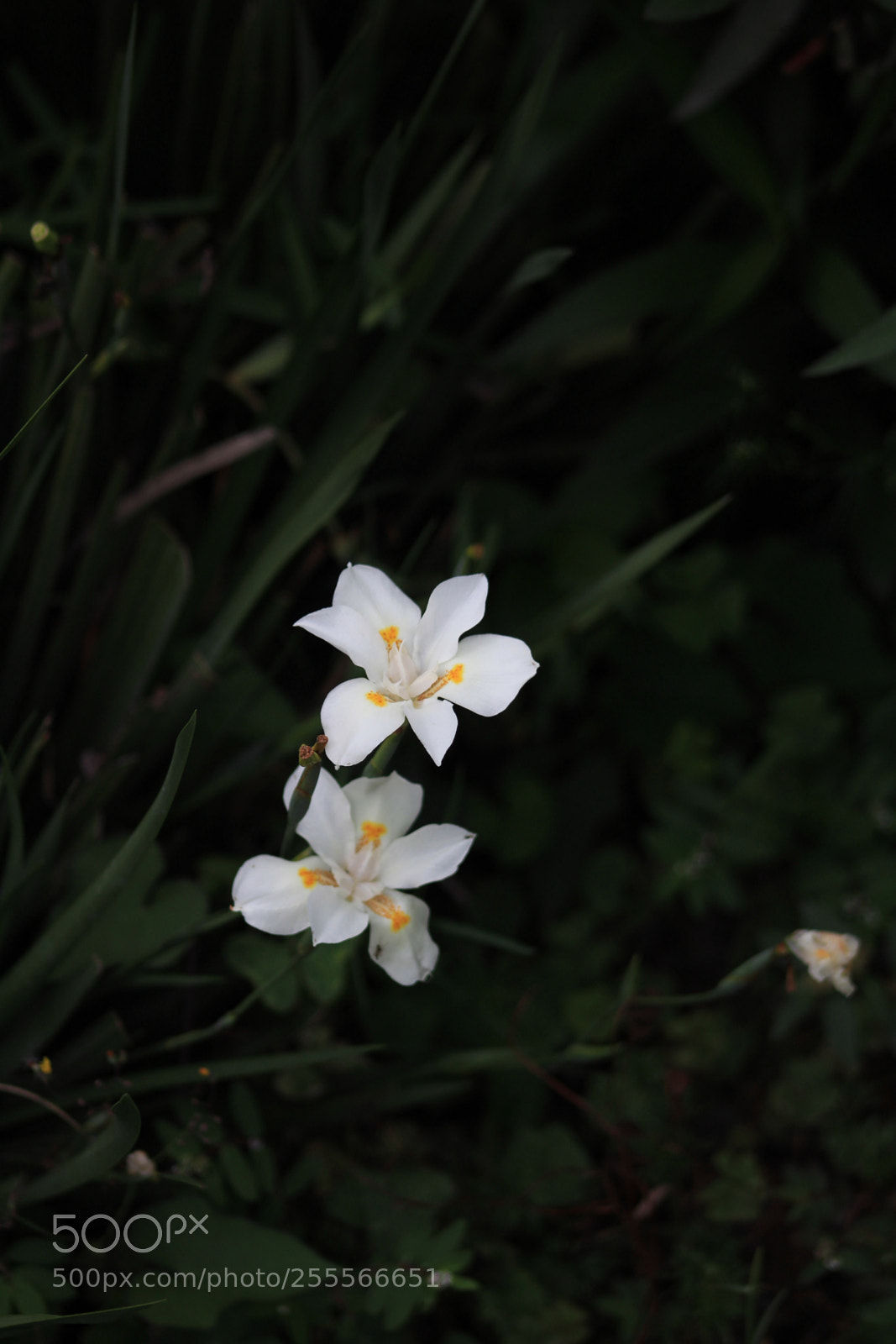 Canon EOS 1300D (EOS Rebel T6 / EOS Kiss X80) sample photo. Leal  photography