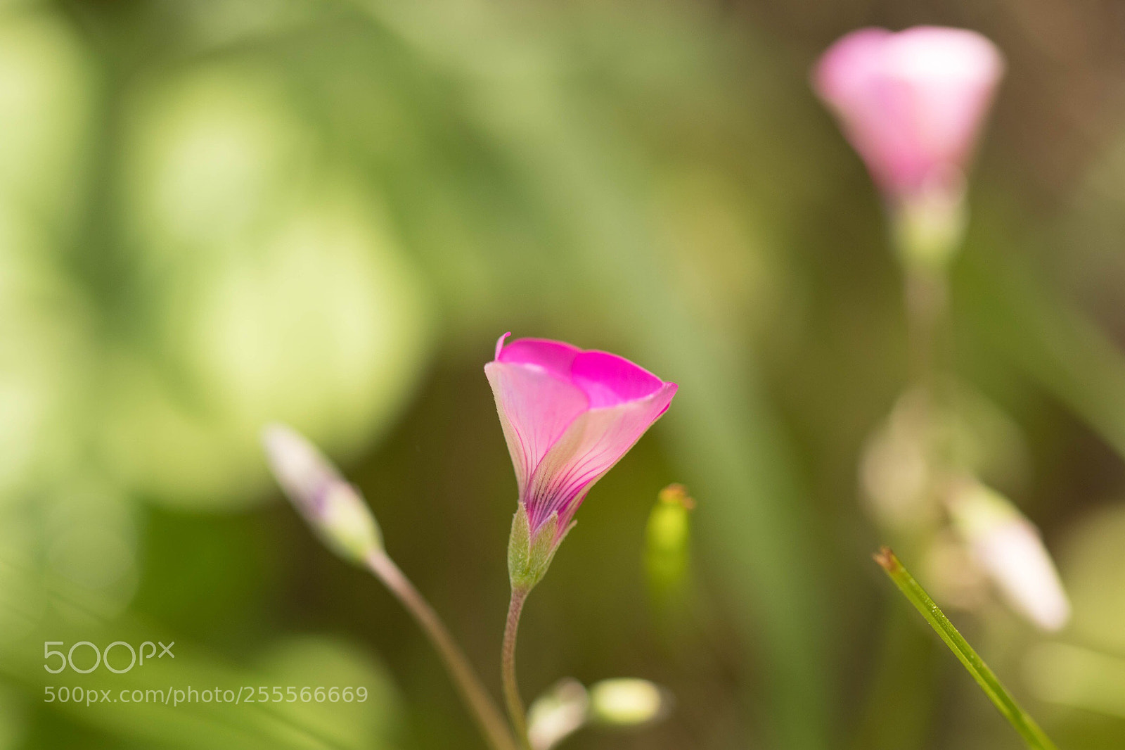 Canon EOS 80D sample photo. Jolie petite fleur d photography