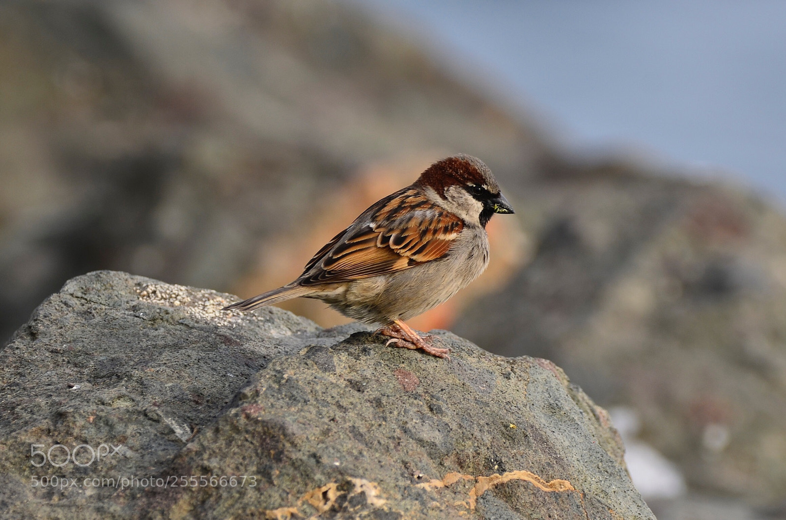 Nikon D7000 sample photo. The beauty of sparrow photography