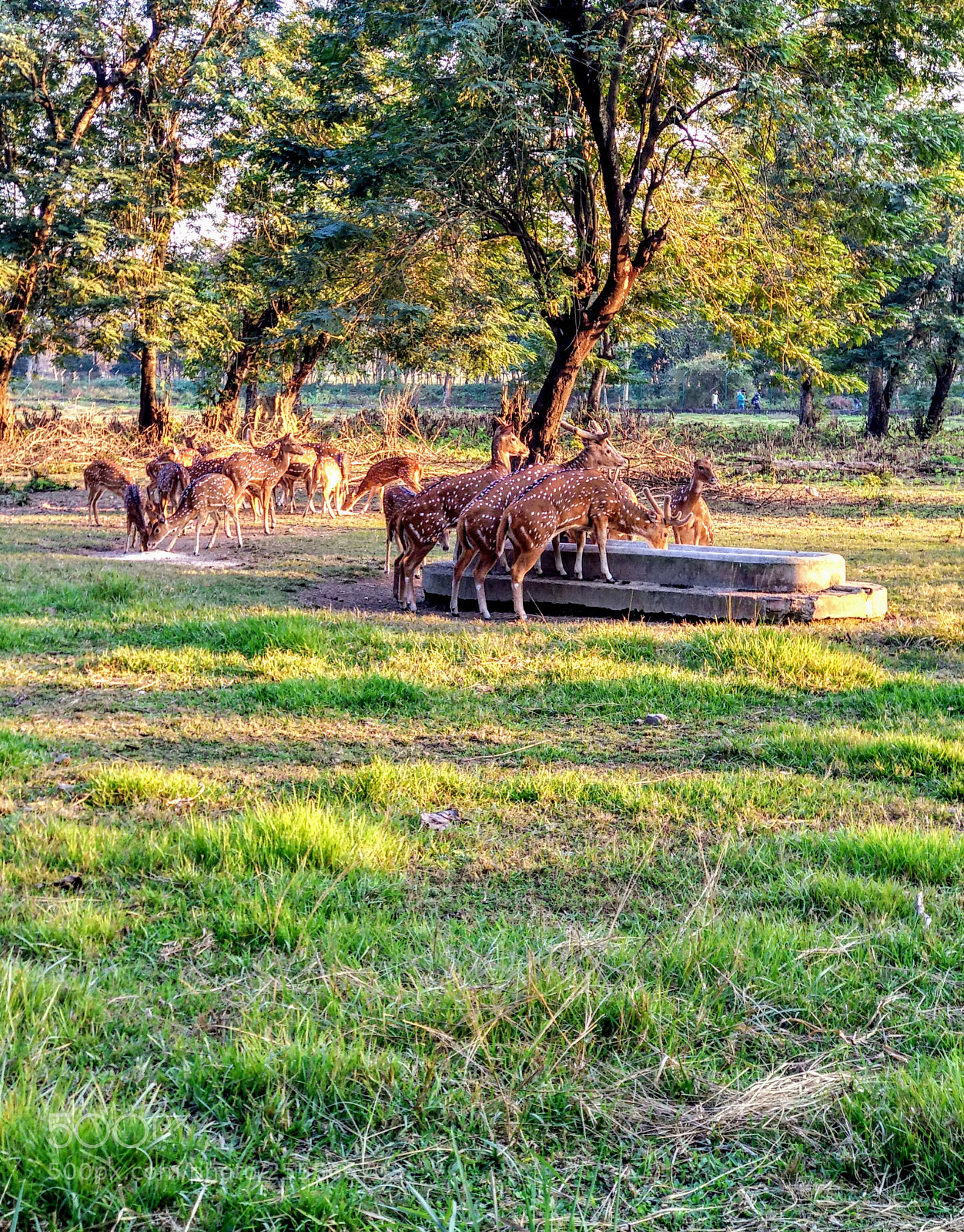 Xiaomi Mi A1 sample photo. Untitled photography