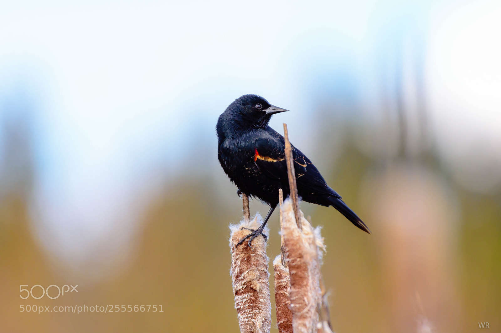 Nikon D7200 sample photo. Red-winged blackbird photography