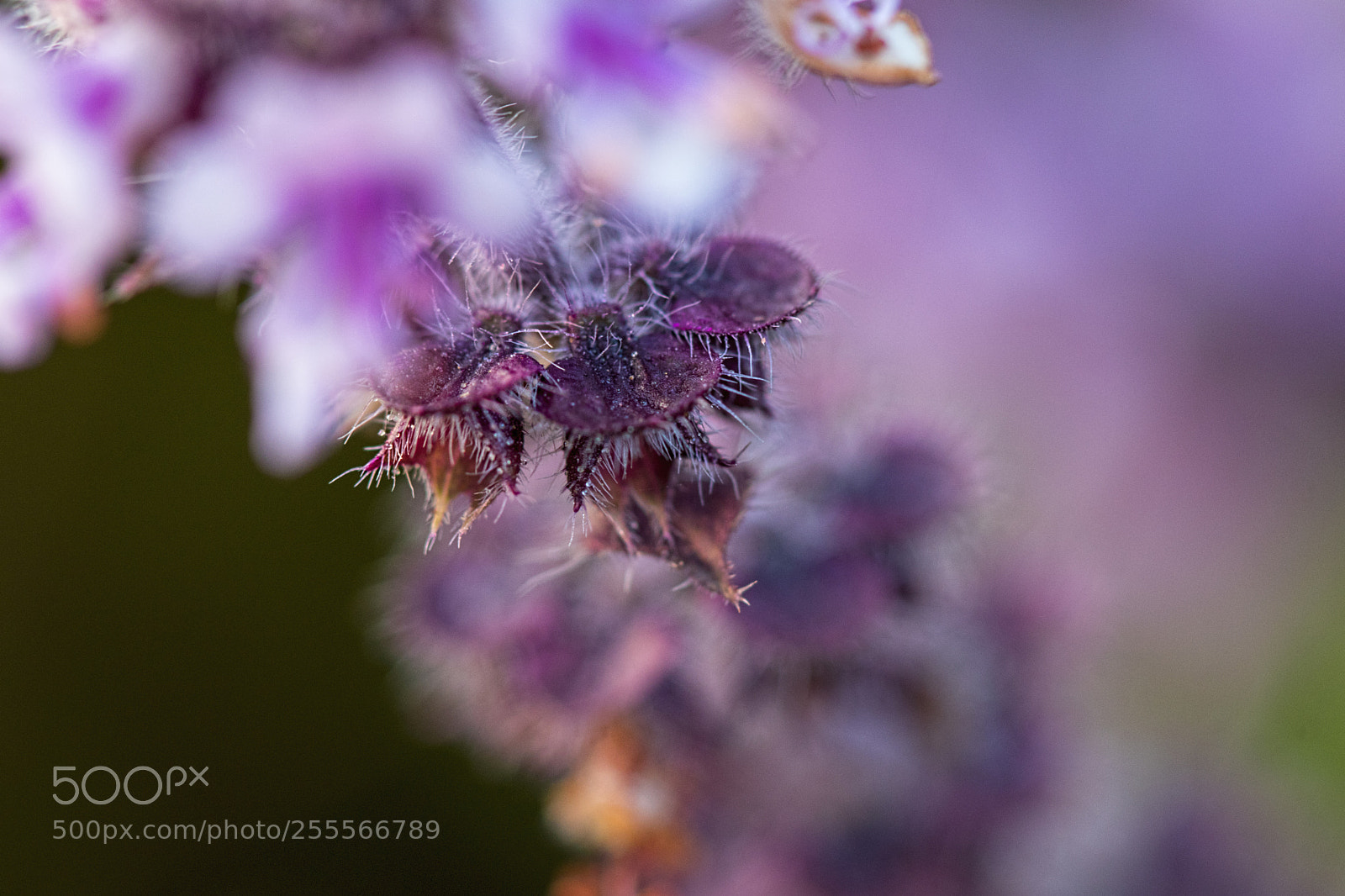 Canon EOS 80D sample photo. Untitled photography