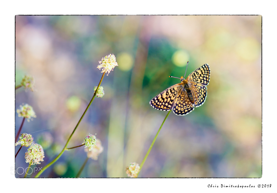 Nikon D7000 sample photo. A butterfly photography