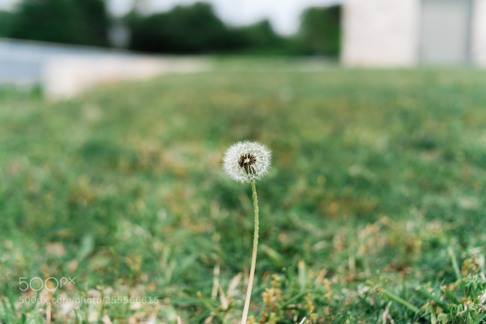 Nikon D4 sample photo. Dandelion photography