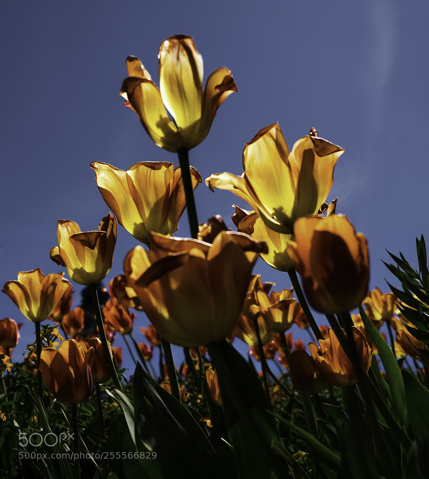 Fujifilm X-T1 sample photo. Insel mainau tulpenschau photography