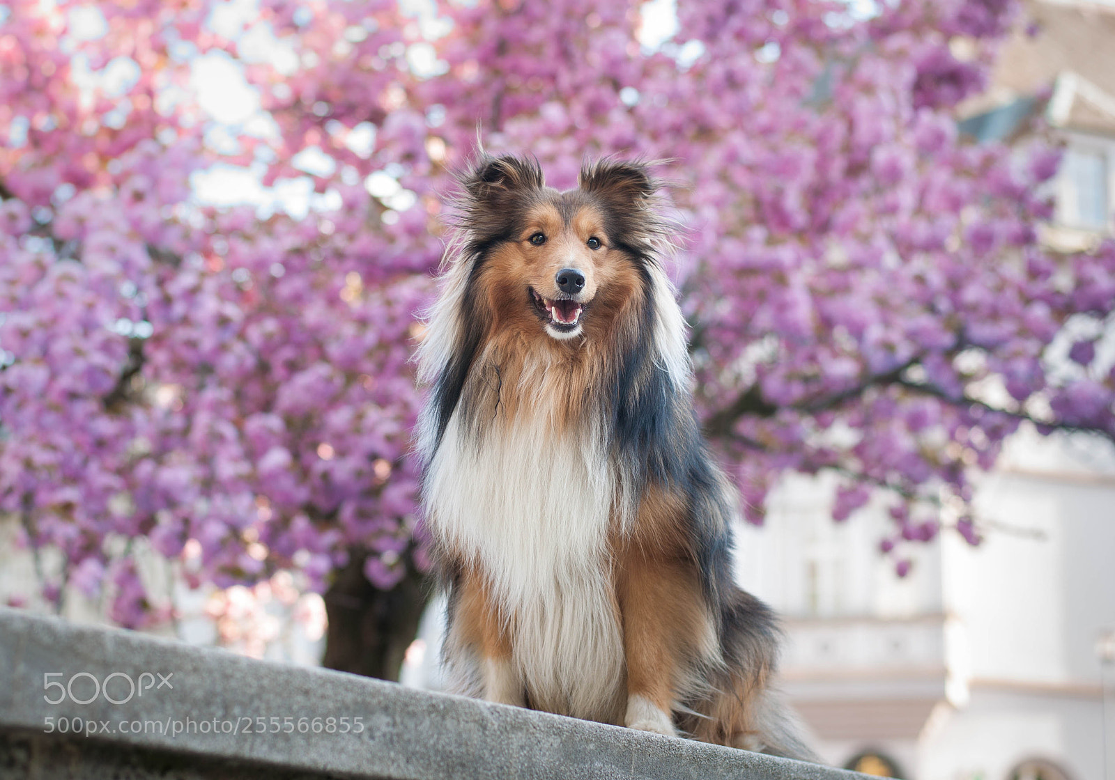 Nikon D5000 sample photo. So sweet photography