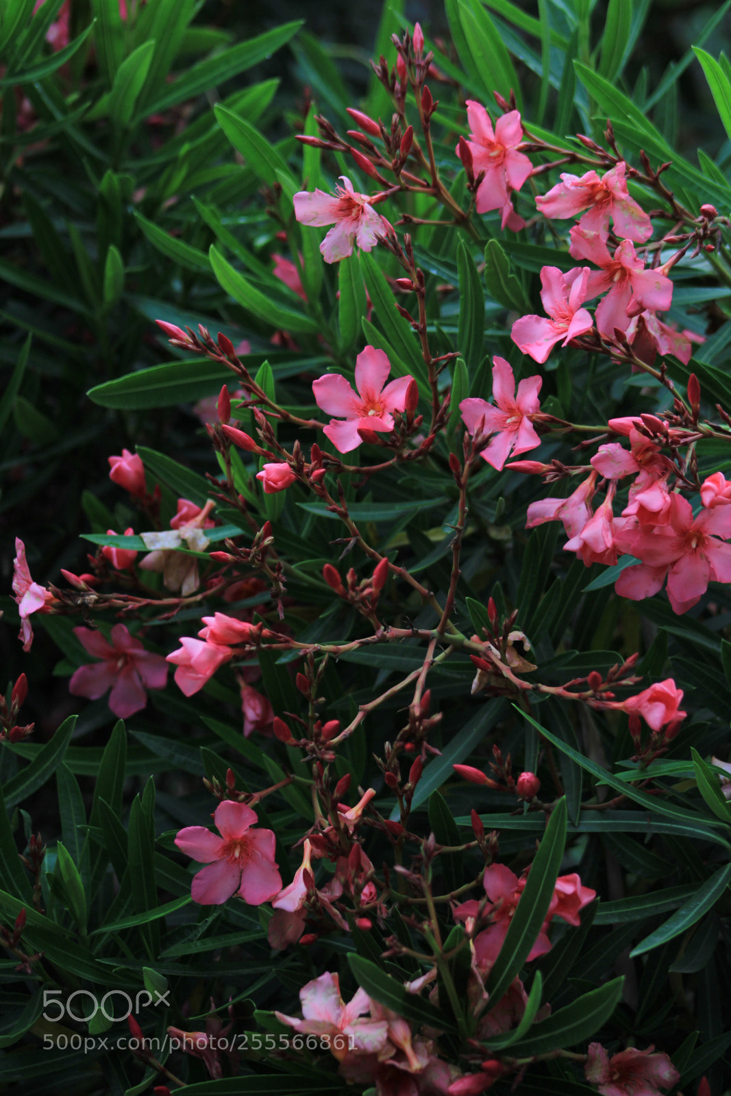 Canon EOS 1300D (EOS Rebel T6 / EOS Kiss X80) sample photo. Rouse photography