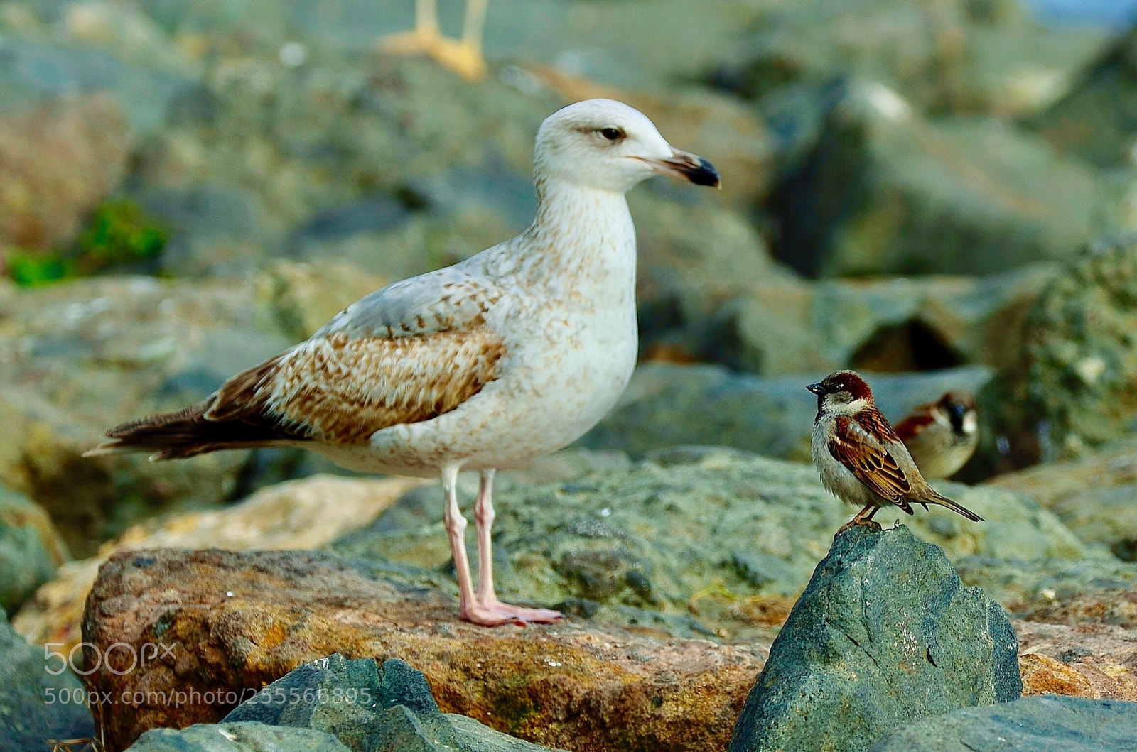 Nikon D7000 sample photo. Seagull & sparrow photography