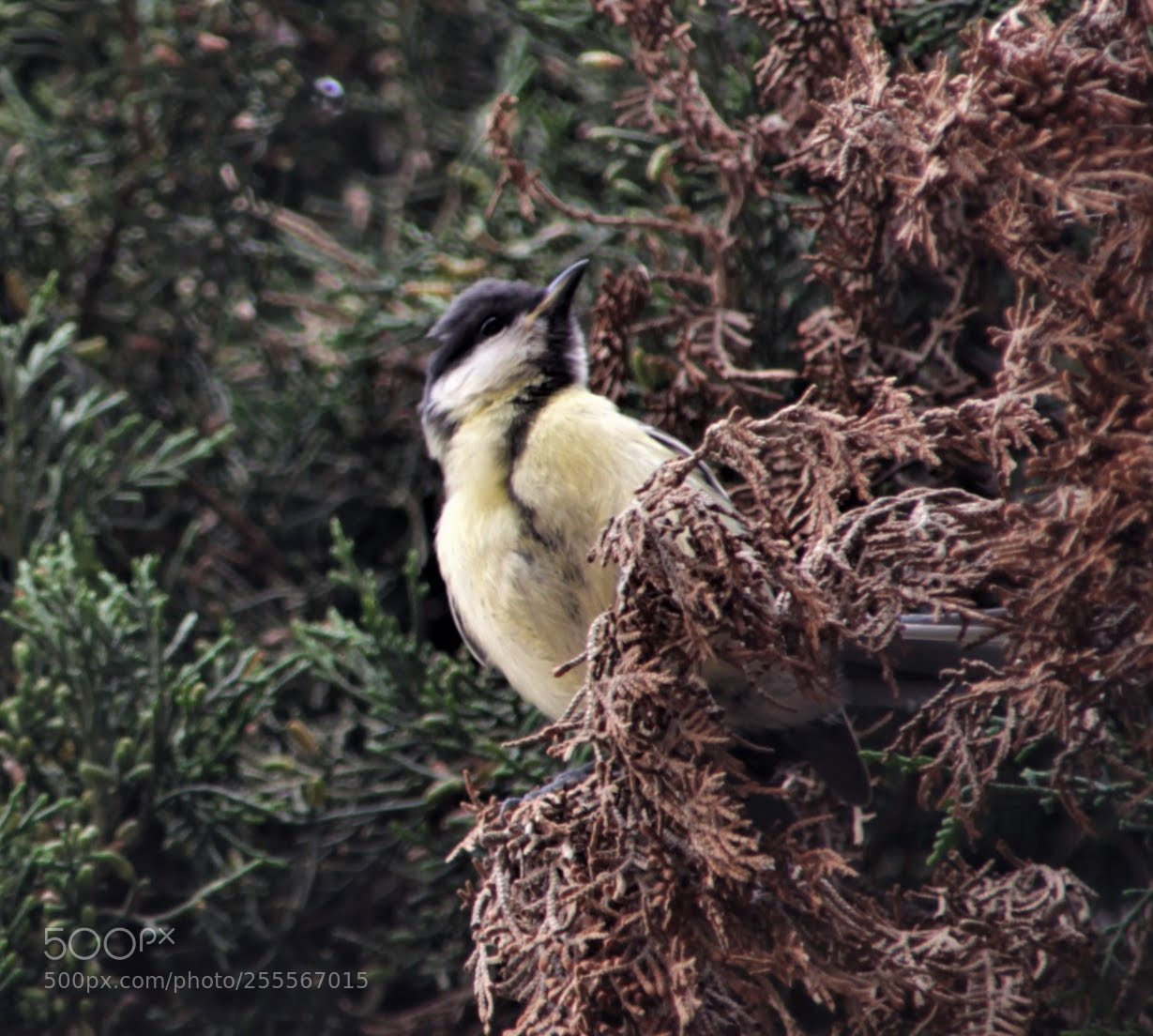 Canon EOS 700D (EOS Rebel T5i / EOS Kiss X7i) sample photo. Bird photography
