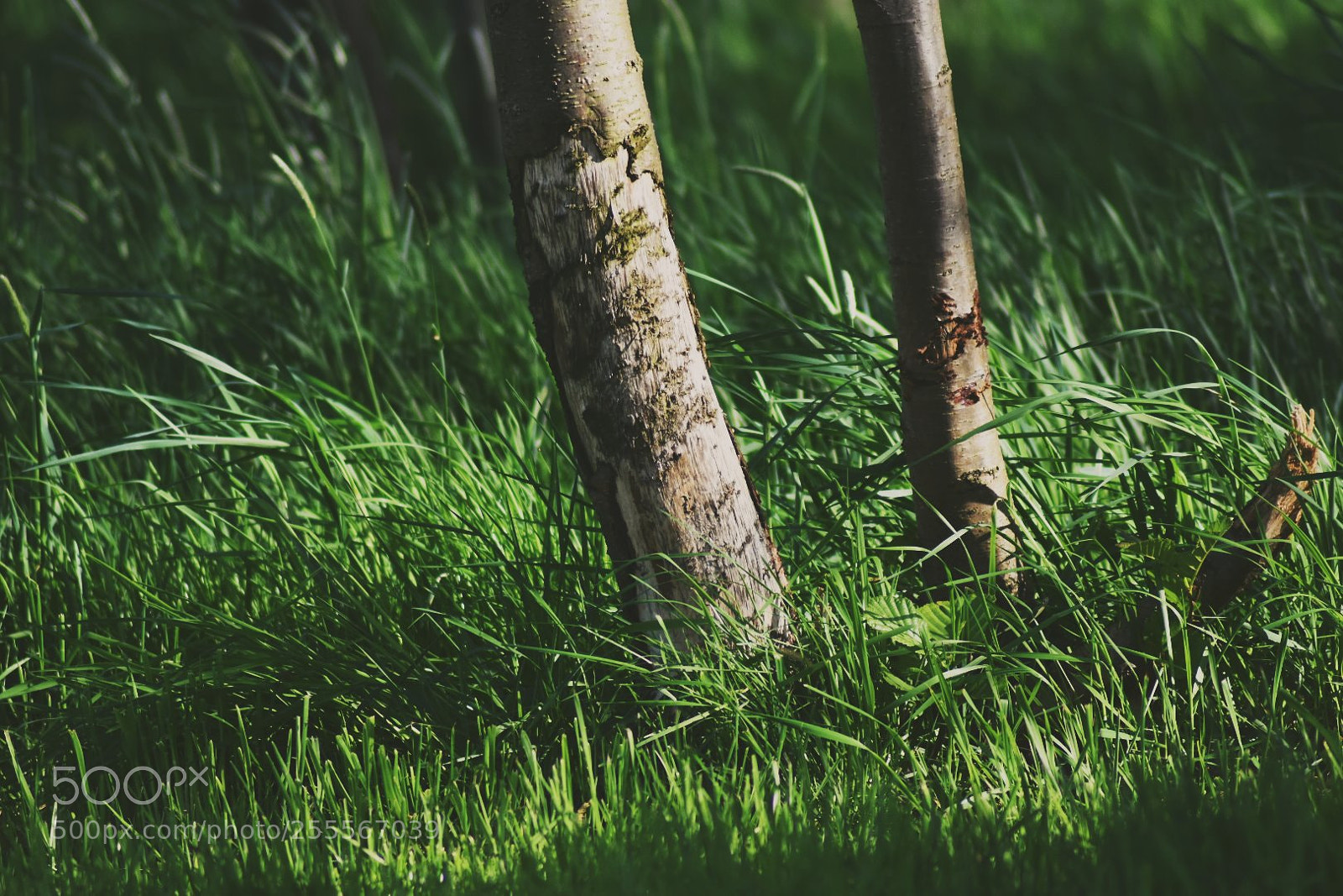 Nikon D3400 sample photo. Forest photography