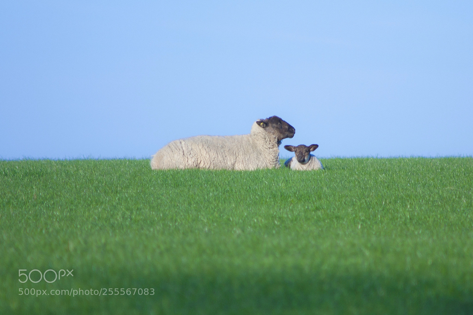 Canon EOS 450D (EOS Rebel XSi / EOS Kiss X2) sample photo. Sheep family photography