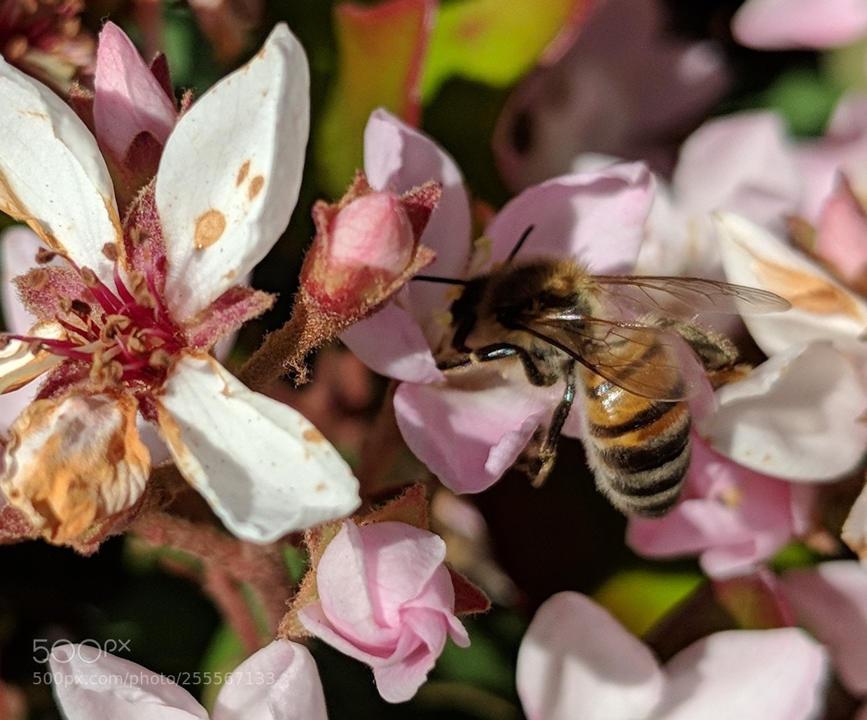 Google Pixel 2 XL sample photo. Untitled photography