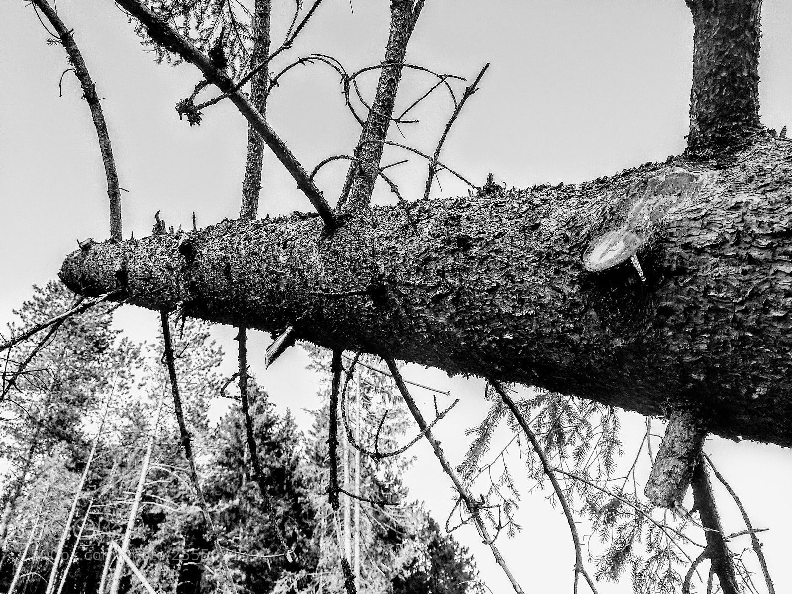 Xiaomi Mi A1 sample photo. Wood photography
