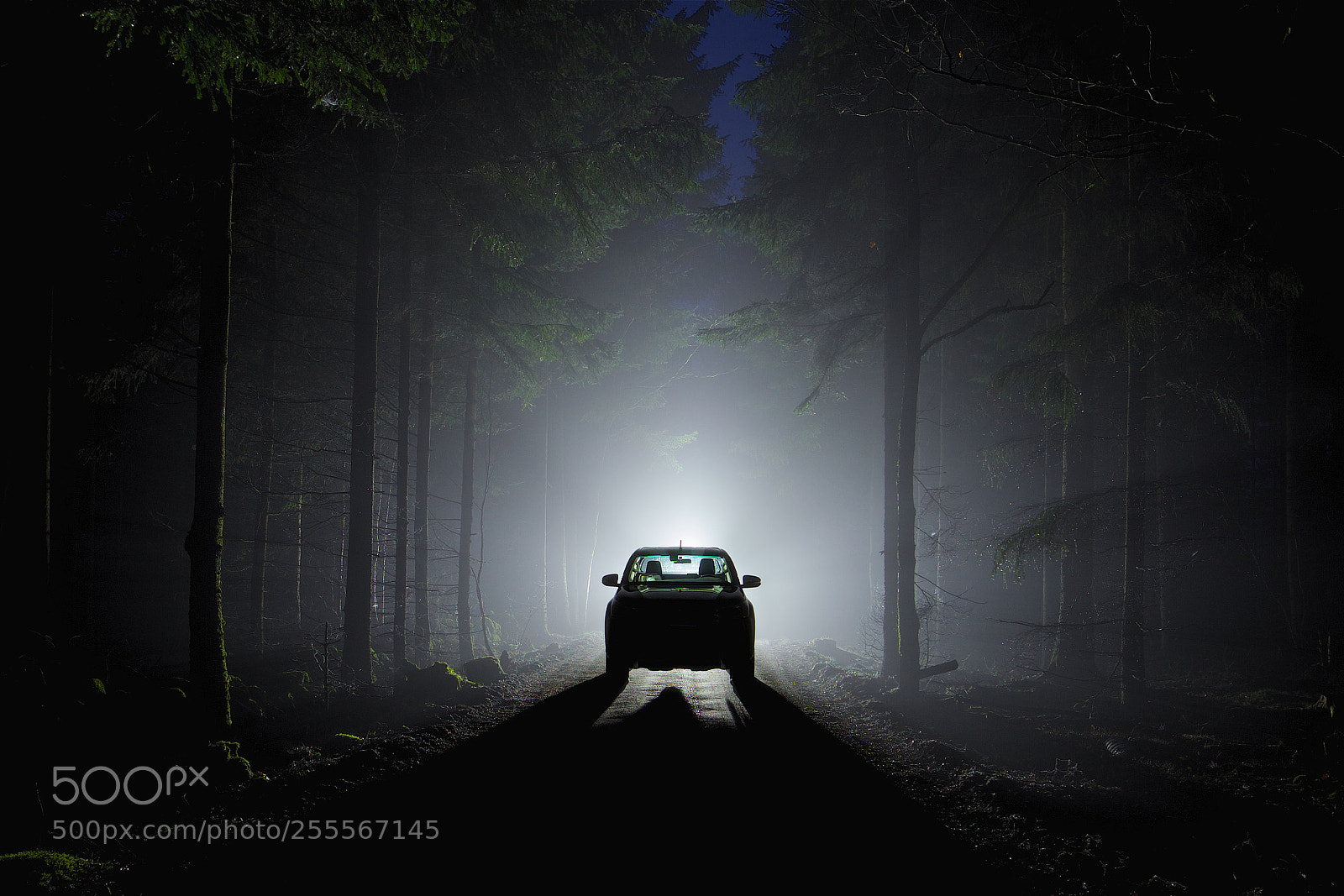 Canon EOS 5D Mark II sample photo. Exploring deep forests photography