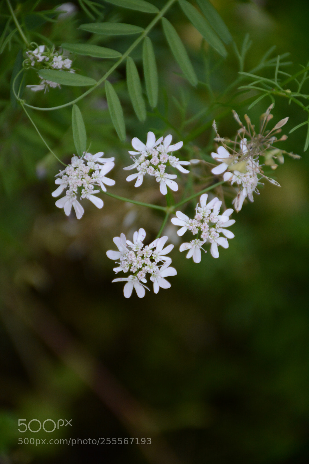 Nikon D7100 sample photo. Untitled photography
