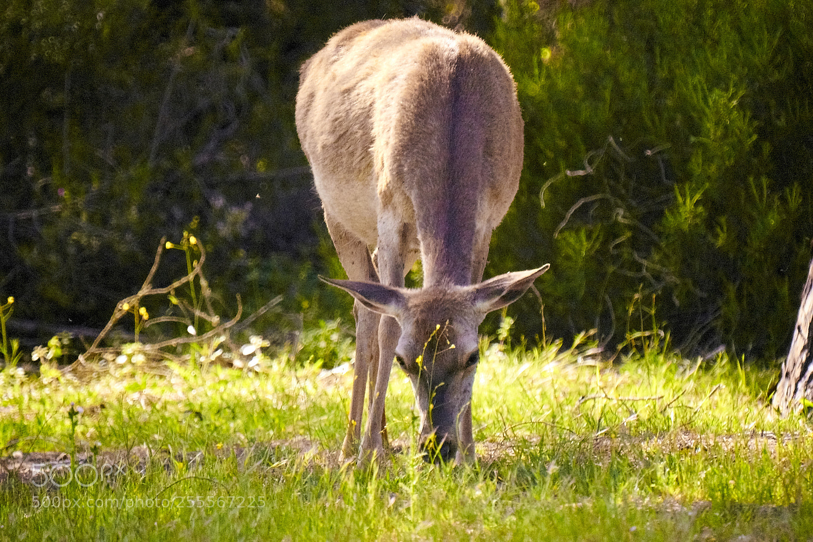 Sony Alpha DSLR-A700 sample photo. Deer photography