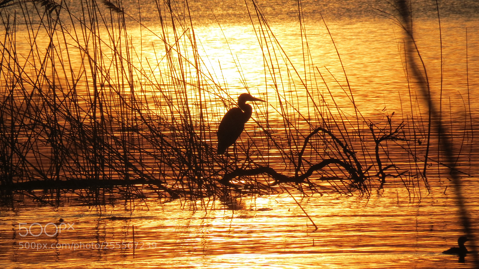 Canon PowerShot SX40 HS sample photo. Heron in the sun photography