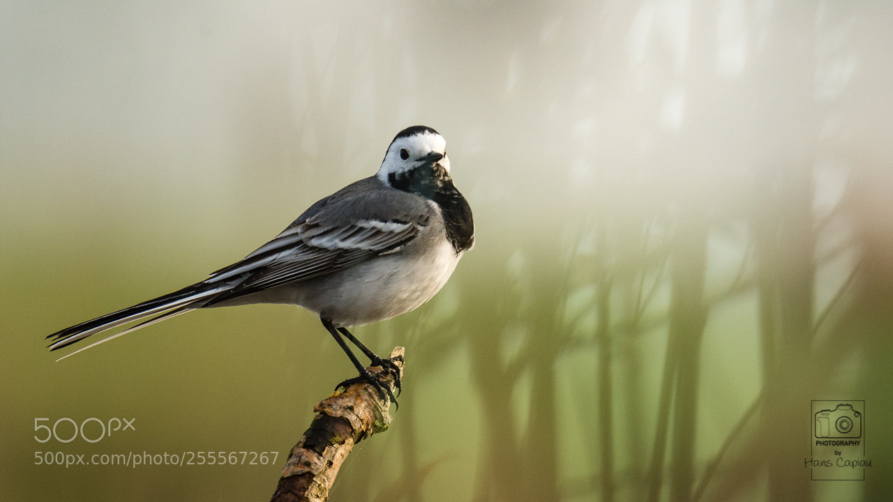 Nikon D7200 sample photo. Motacilla alba photography