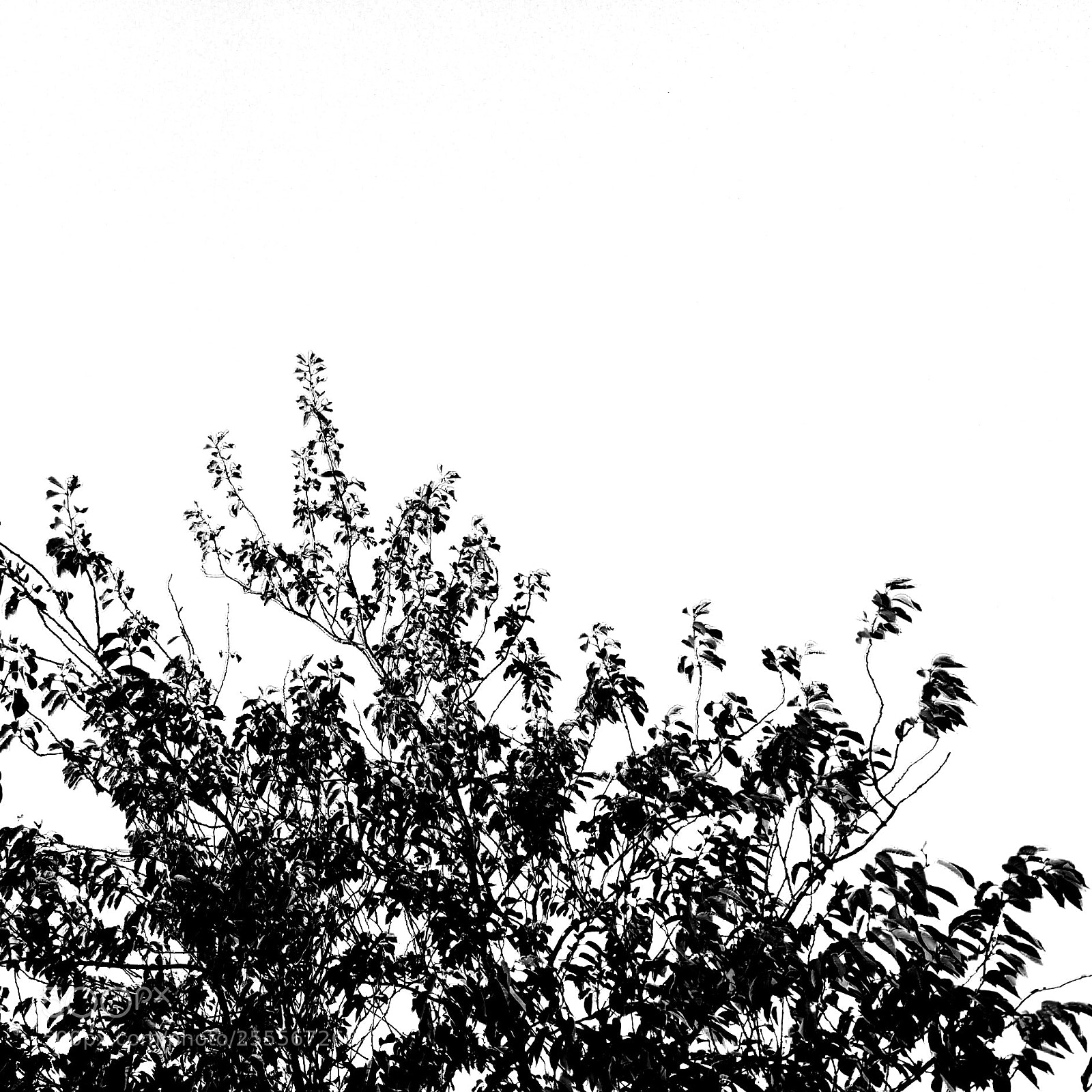 Motorola MotoG3 sample photo. Treetop photography