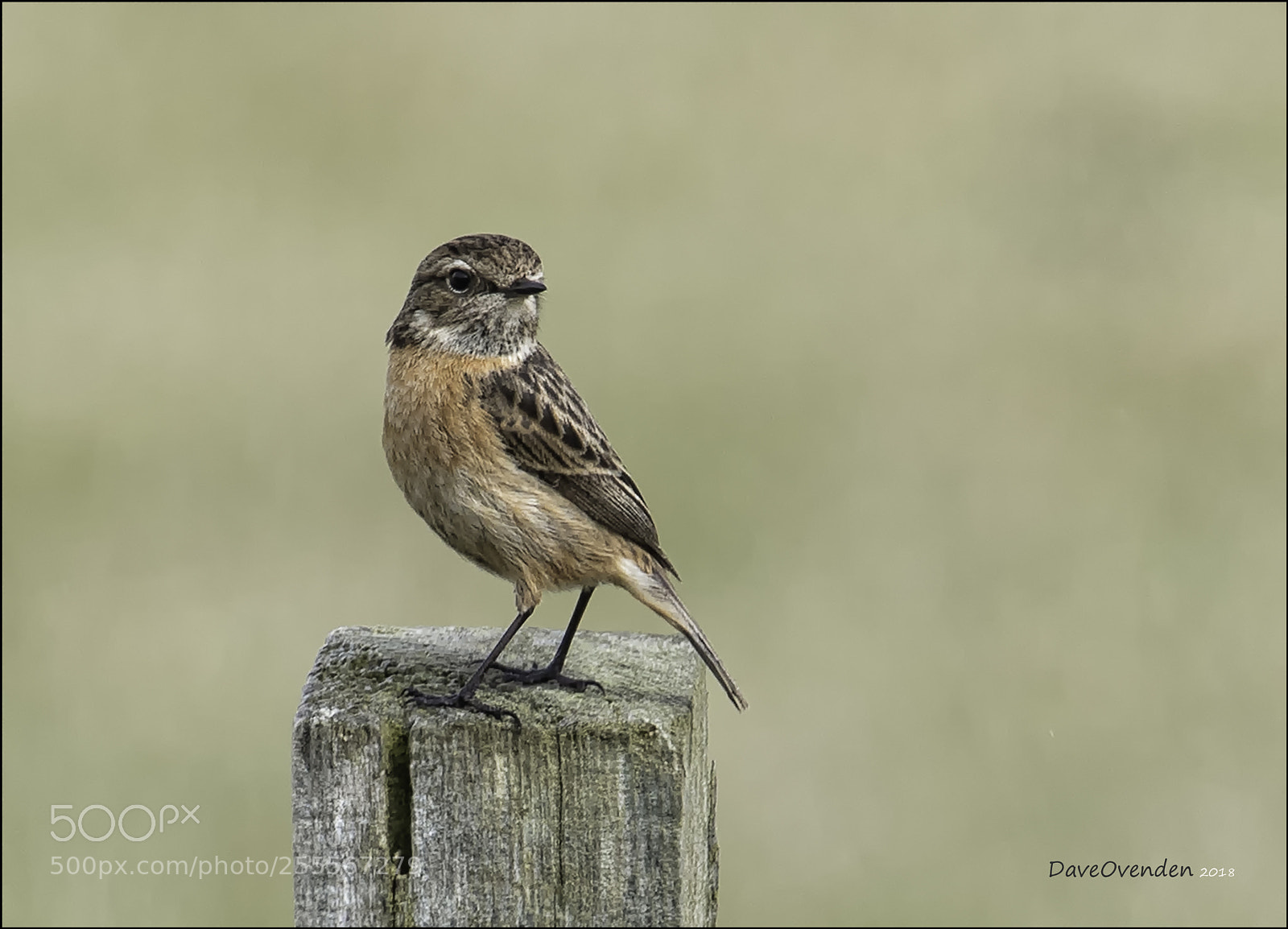 Canon EOS-1D X Mark II sample photo. Stonechat photography
