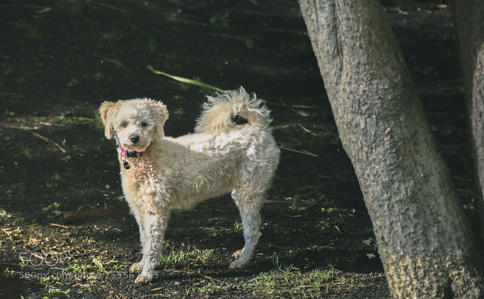 Nikon D500 sample photo. Dog photography