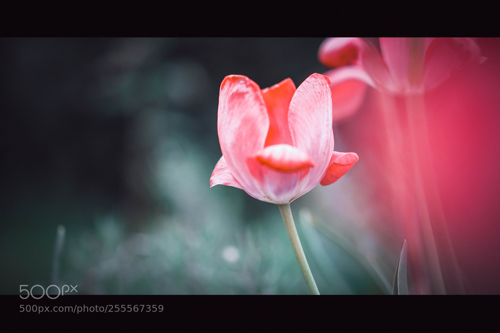 Sony a7R II sample photo. :] photography