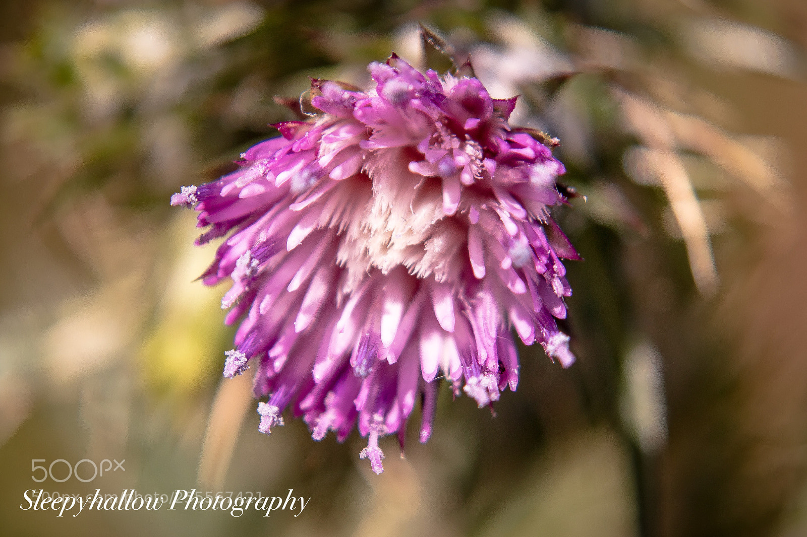 Canon EOS 1300D (EOS Rebel T6 / EOS Kiss X80) sample photo. Star thisle photography