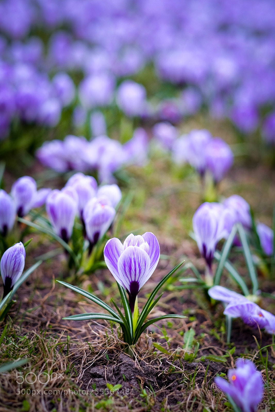 Fujifilm X-T1 sample photo. Crocuses photography