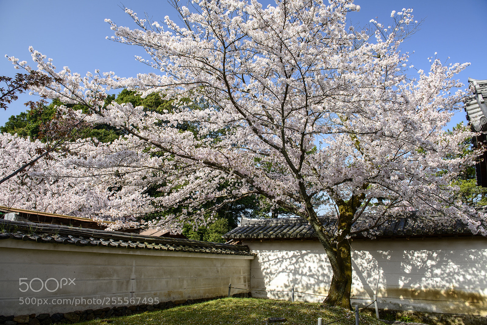 Nikon D850 sample photo. Cherry blossom photography