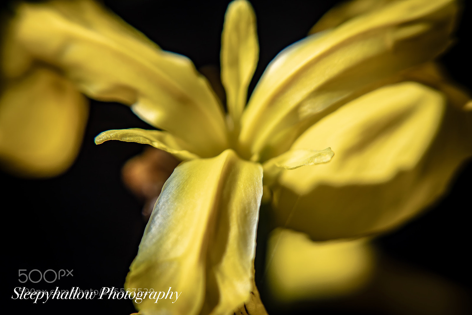 Canon EOS 1300D (EOS Rebel T6 / EOS Kiss X80) sample photo. Yellow iris photography
