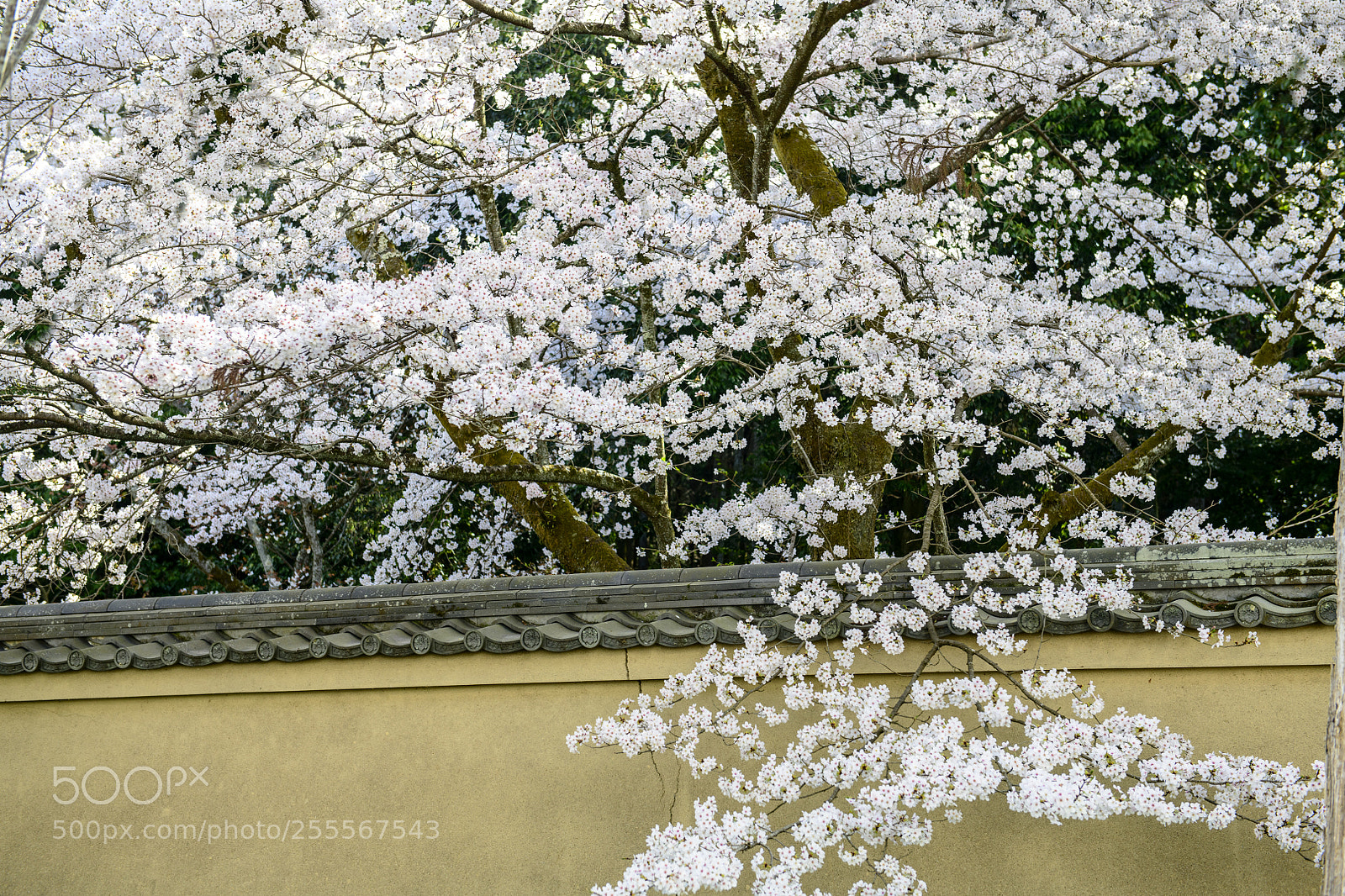 Nikon D850 sample photo. Cherry blossom photography