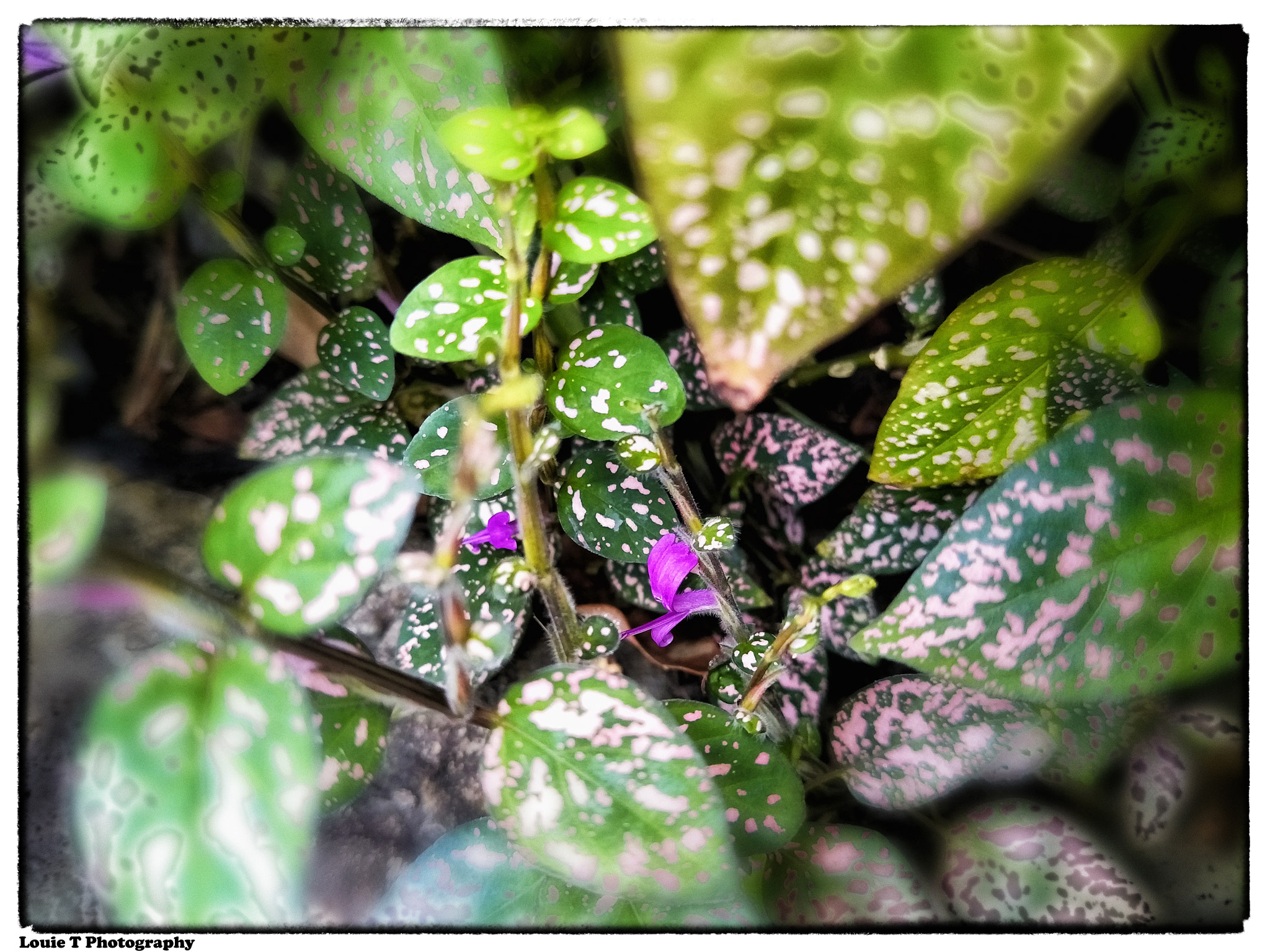 OPPO R9S sample photo. Small is beautiful [purple flower] photography
