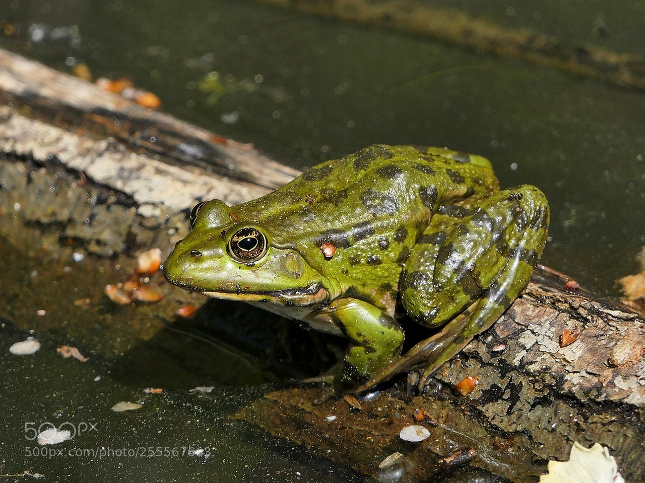 Panasonic Lumix DMC-FZ2500 (Lumix DMC-FZ2000) sample photo. Grenouille verte - rana photography