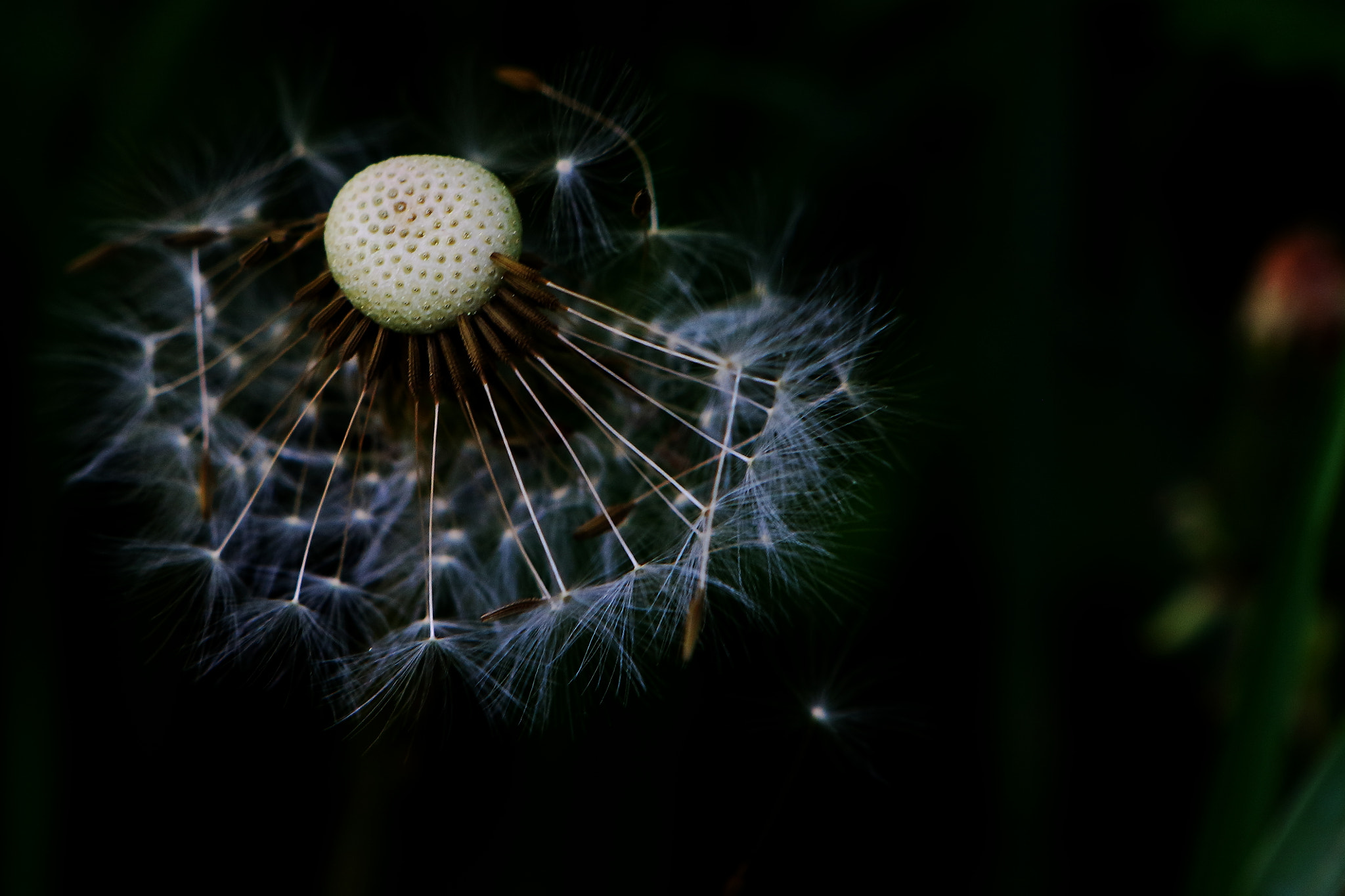Canon EF 24-70mm F2.8L USM sample photo. Dandelion photography