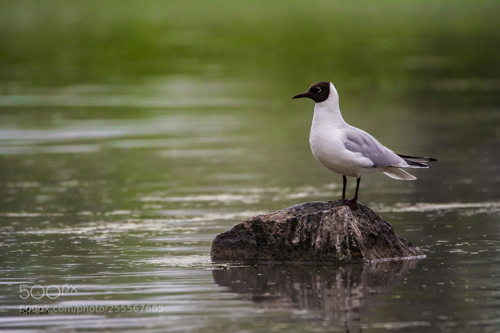 Nikon D7100 sample photo. Chroicocephalus ridibundus - mouette photography