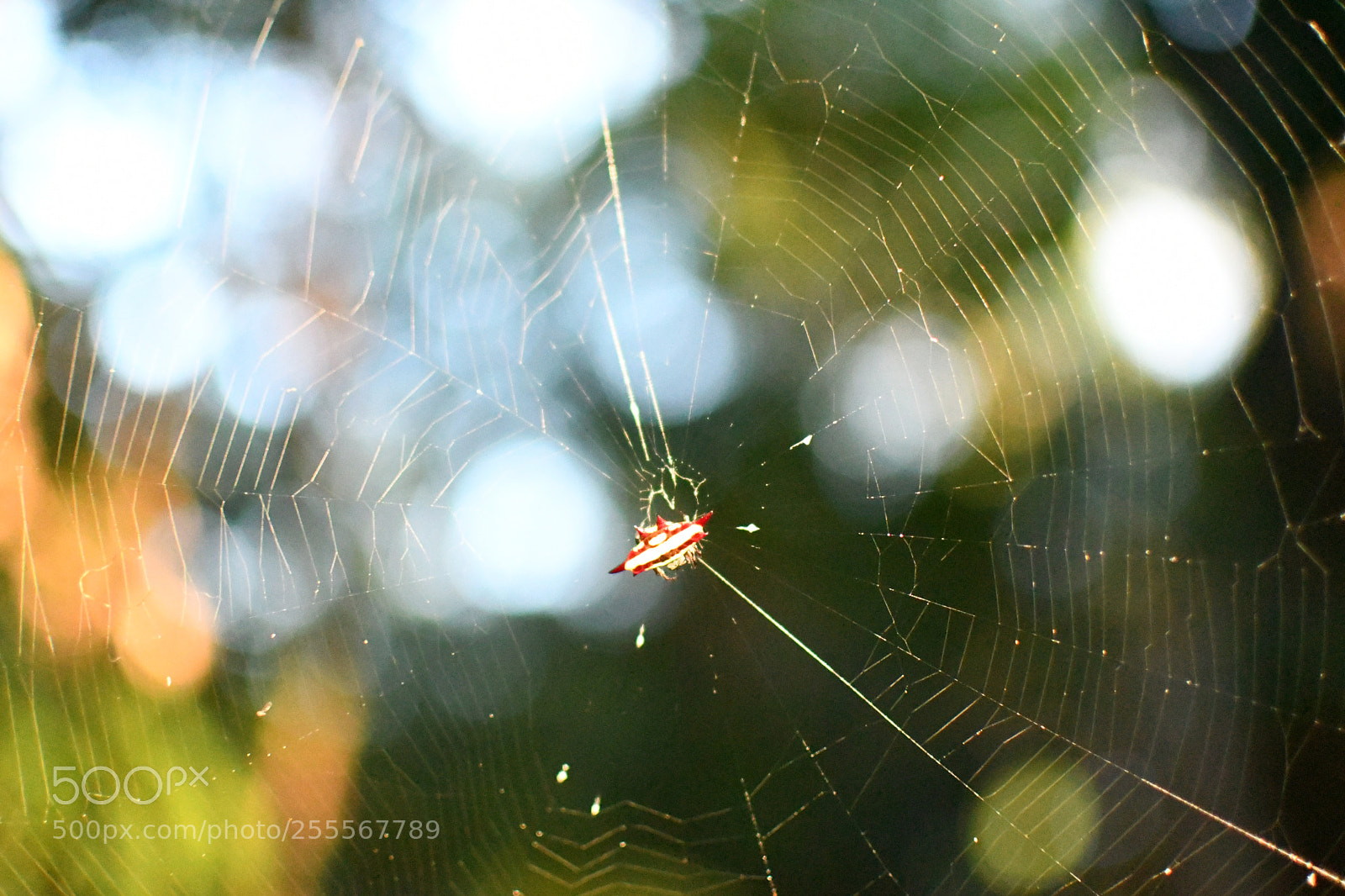 Nikon D7500 sample photo. The trap is set.  photography