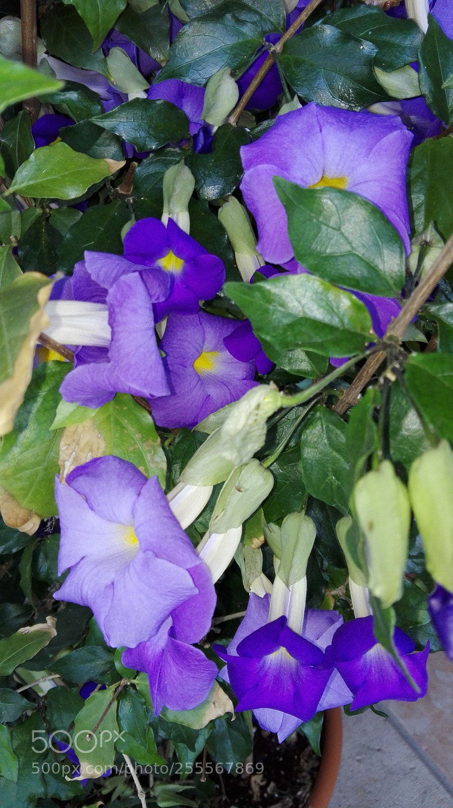 HUAWEI P8 Lite sample photo. Untitled photography
