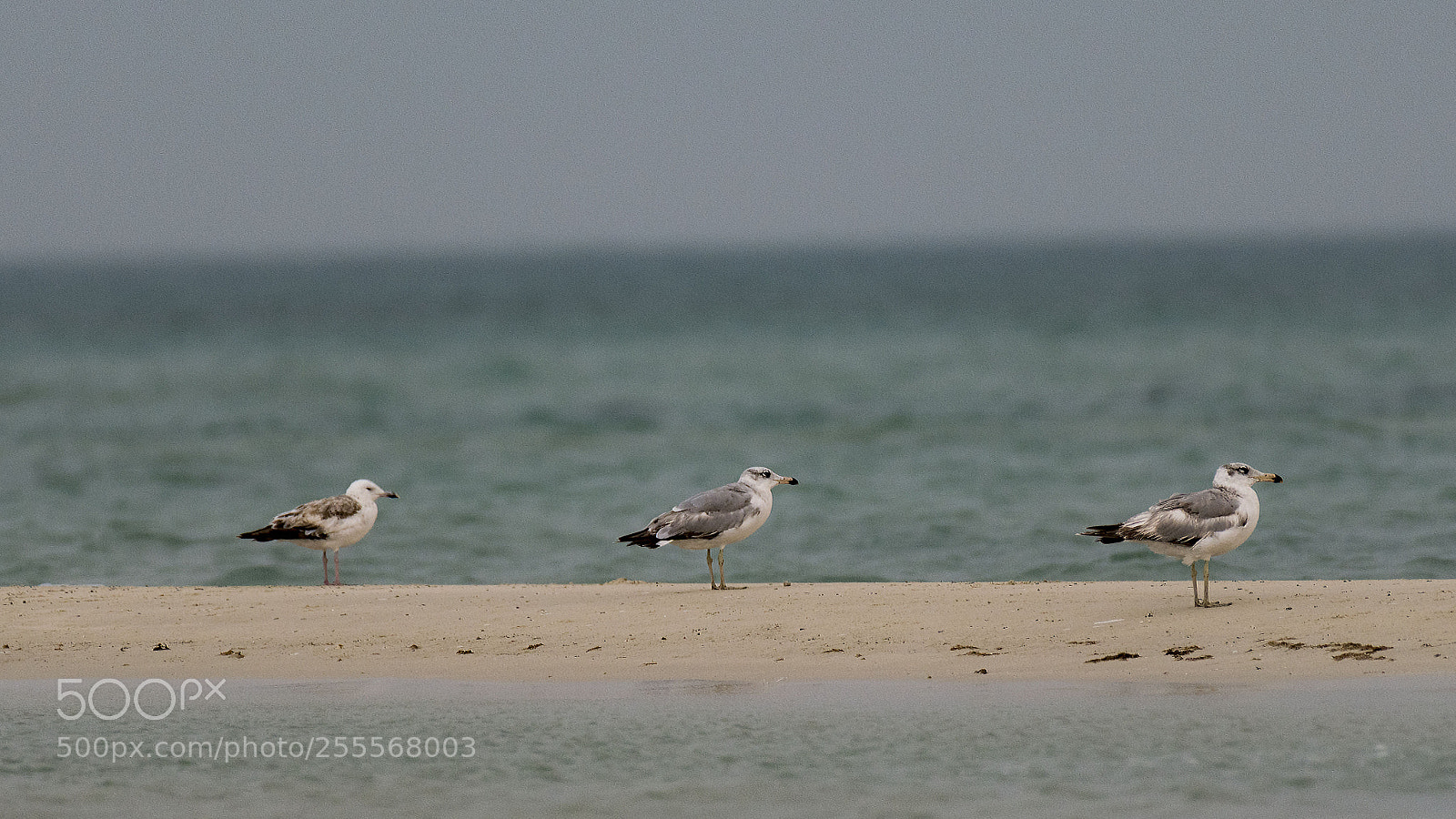 Nikon D500 sample photo. Attention photography