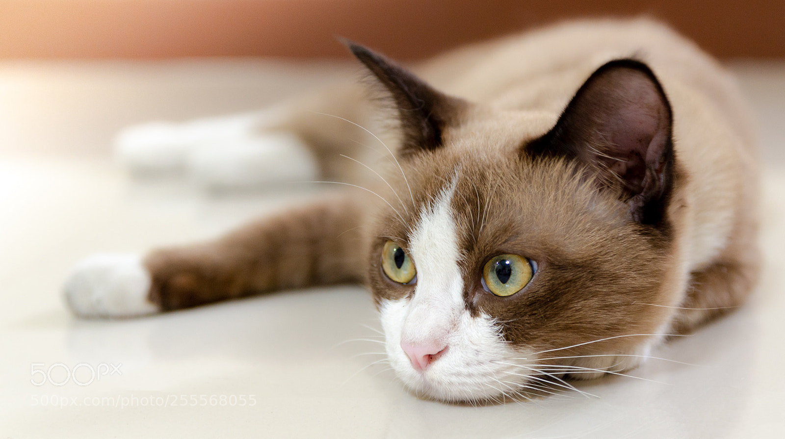 Canon EOS 100D (EOS Rebel SL1 / EOS Kiss X7) sample photo. The brown cat photography