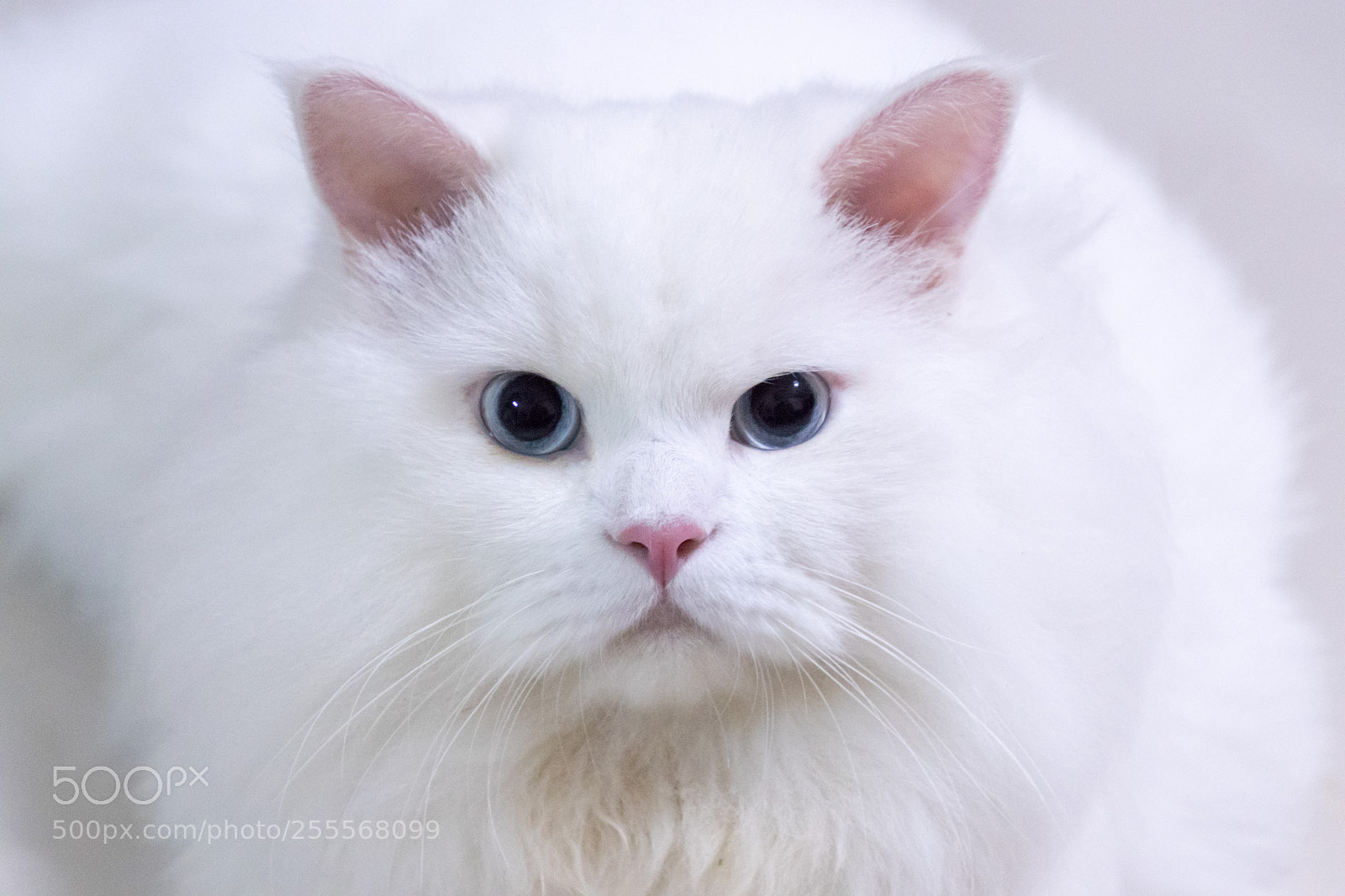 Canon EOS 80D sample photo. The cutie white persian photography