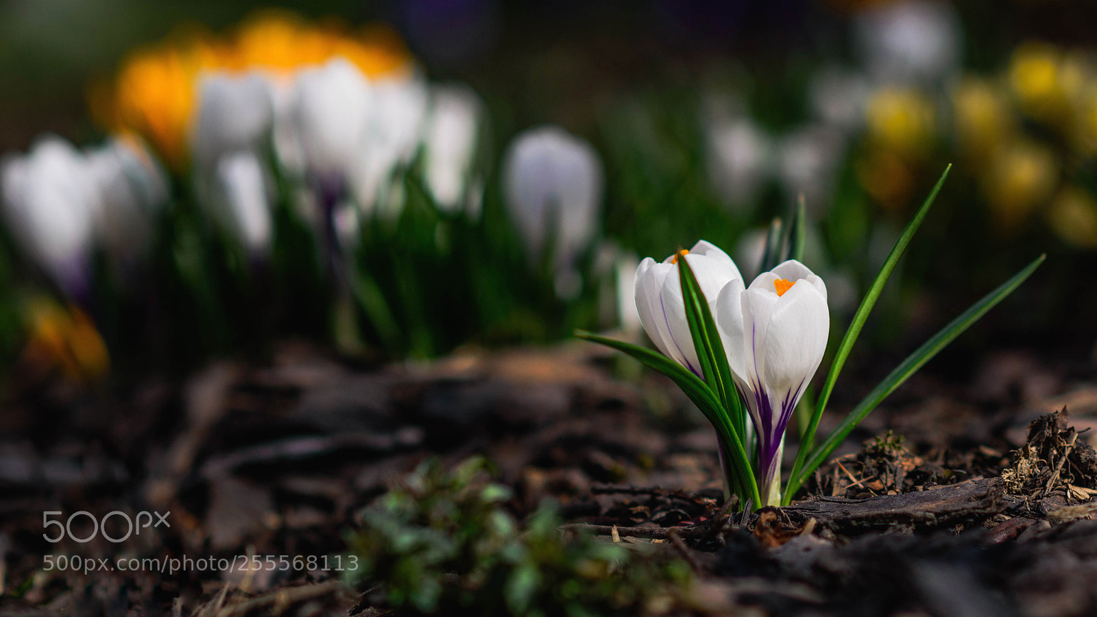 Nikon D5500 sample photo. Crocuses photography