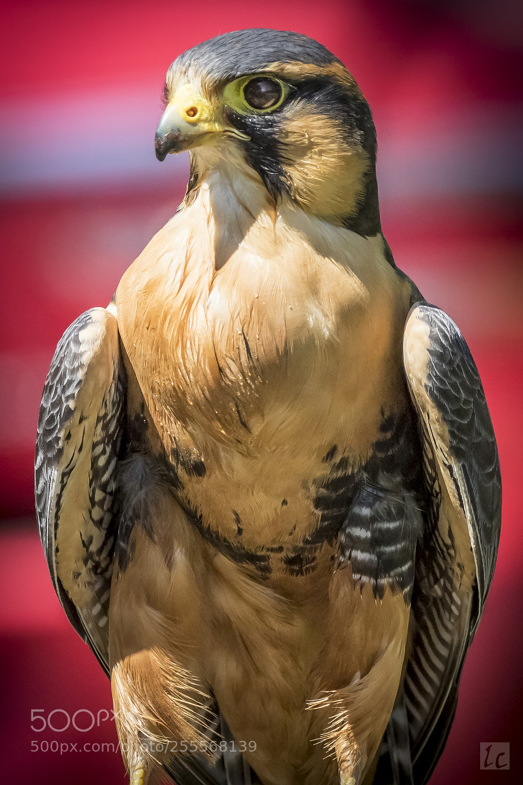 Canon EOS 7D Mark II sample photo. Aplomado falcon - red photography